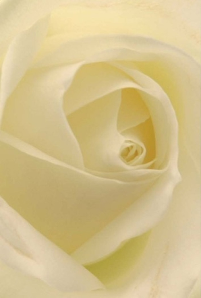 Viewed up-close in Fulham's inviting glow, this classic white rose unfolds with an almost meditative balance-a swirl of velvety petals shaded in cream and ivory, softly lit as though caressed by the early rays drifting down Fulham Palace Road. The layering is intricate, with each petal shaped by nature's deliberate hand, blending cool matte tones with a gentle, creamy luminosity that seems to radiate warmth from within. For a florist rooted in Fulham's traditions, this bloom is an ideal choice for transforming emotions into floral artistry-gracing wedding tables on Parsons Green, expressing heartfelt apologies, or offering quiet support during moments of remembrance. The spiraled heart of the rose suggests purity and unwavering resilience, its subtle transitions between shadow and light mirroring the quiet sophistication and depth found throughout the borough. The outer petals, delicate and nearly see-through, evoke the soft promise of spring mornings along the Thames. Every detail, from the smooth folds to the tranquil scent that floats in the mind, reflects the expertise and dedication of Fulham's local florists-each arrangement made to bring serenity, beauty, and meaning to homes and gatherings around Chelsea and Hammersmith. This rose, far beyond a simple flower, becomes a living testament to the elegance and care that define the artistry of Flowers Fulham.